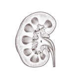 Kidney