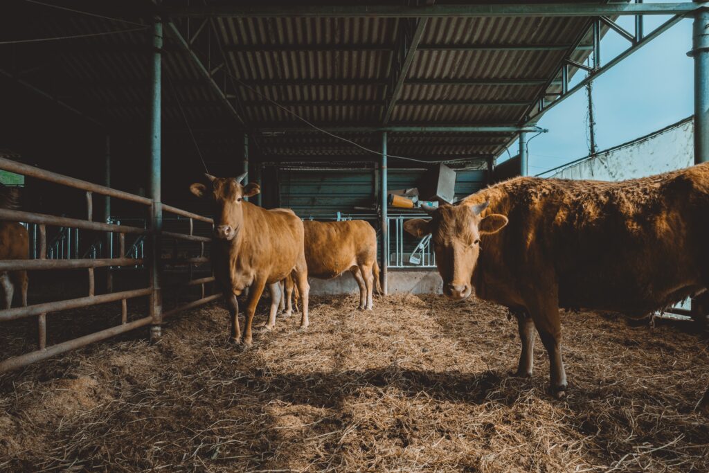 The brown bulls standing on the dry grass of the barn