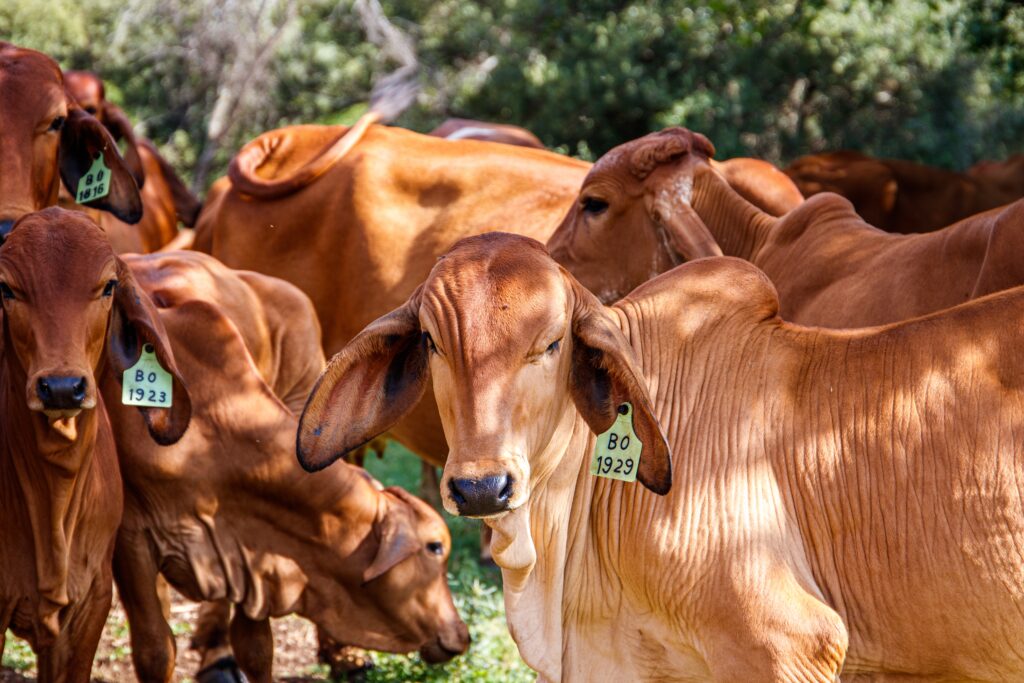 The cows in a green field on a sunny day